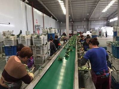 舌尖上的生菜盛宴，小作物里的蓝海市场 北京鼎丰如何引领中国生菜新方向